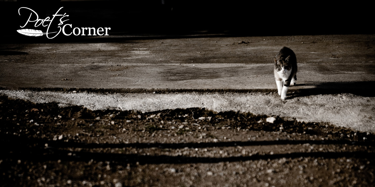 Thumbnail for Poem: A Quiet Street at Night