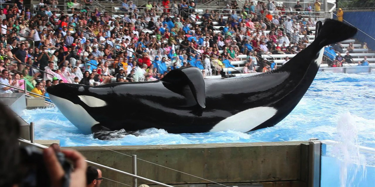 Thumbnail for Blackfish sheds light on orca tragedy