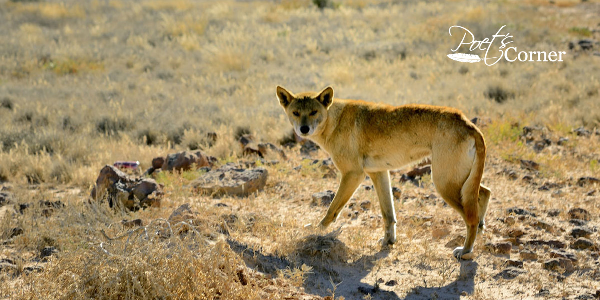 Thumbnail for Poems: The Dingo & Beyond the Fence