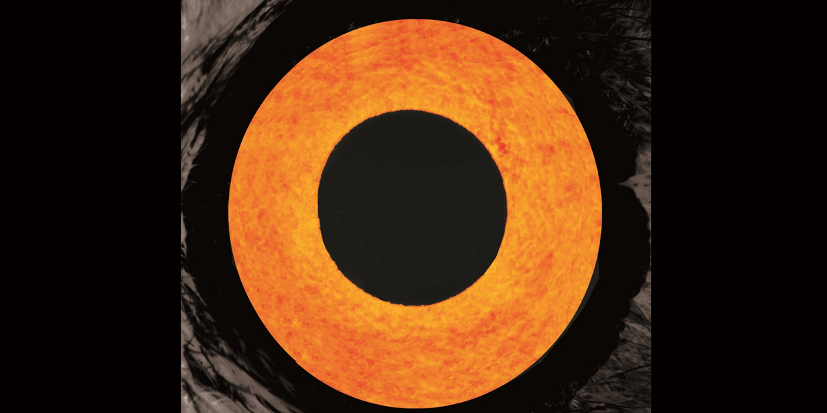Thumbnail for Black Moon: a world without sleep