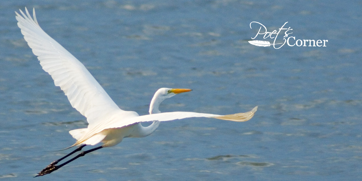 Thumbnail for Poem: The Giant Egret
