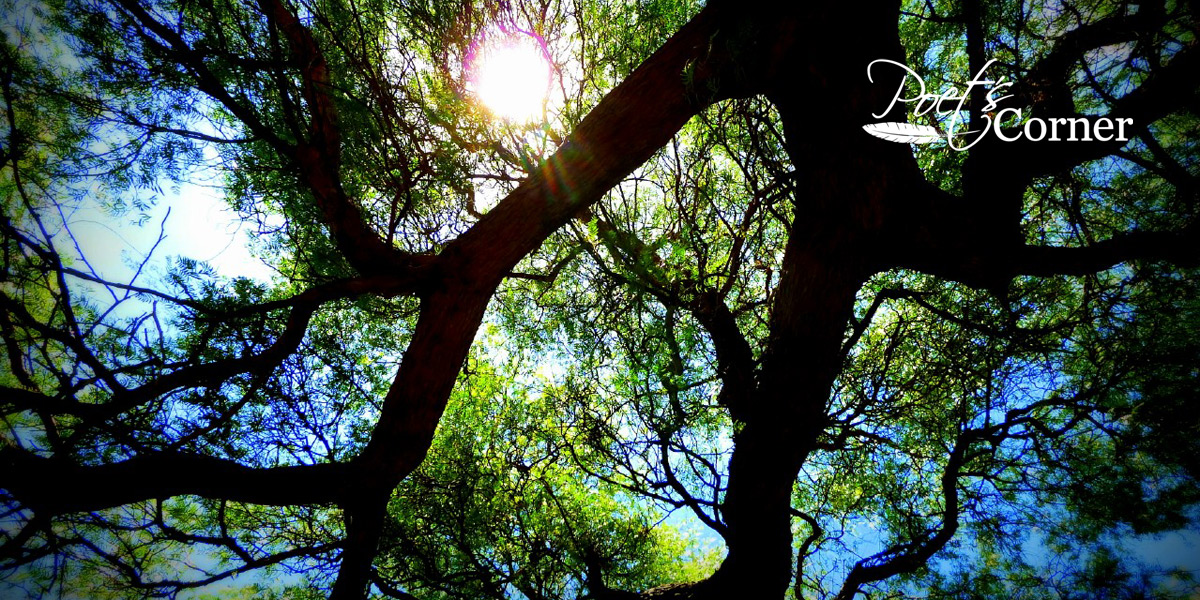 Thumbnail for Poem: sheltered by foliage
