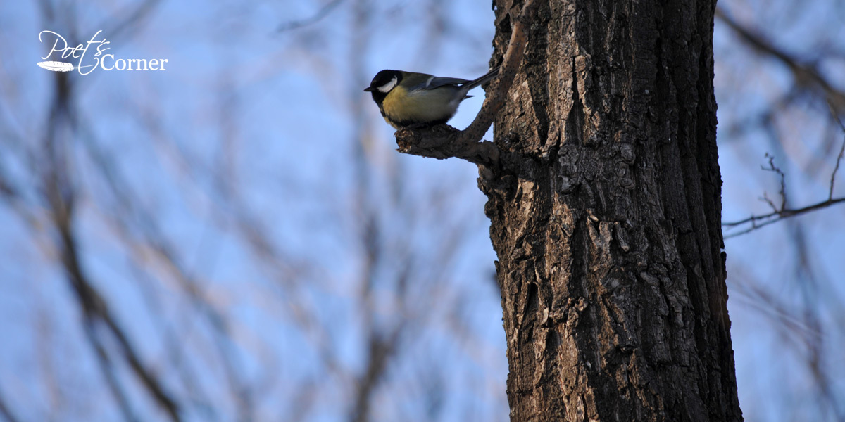 Thumbnail for Poem: When the last bird sang