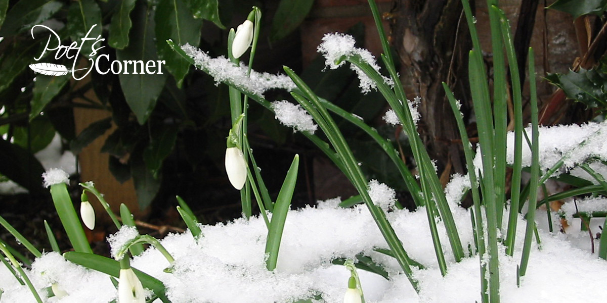 Thumbnail for Poem: Dance of the Snowdrops