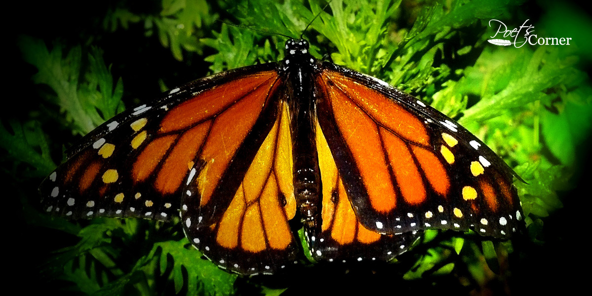 Thumbnail for Poem: Monarchs