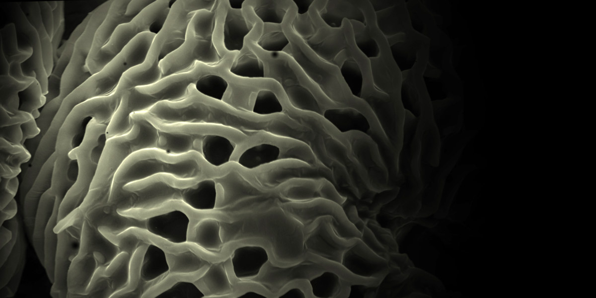 Thumbnail for Artist makes the microscopic monumental