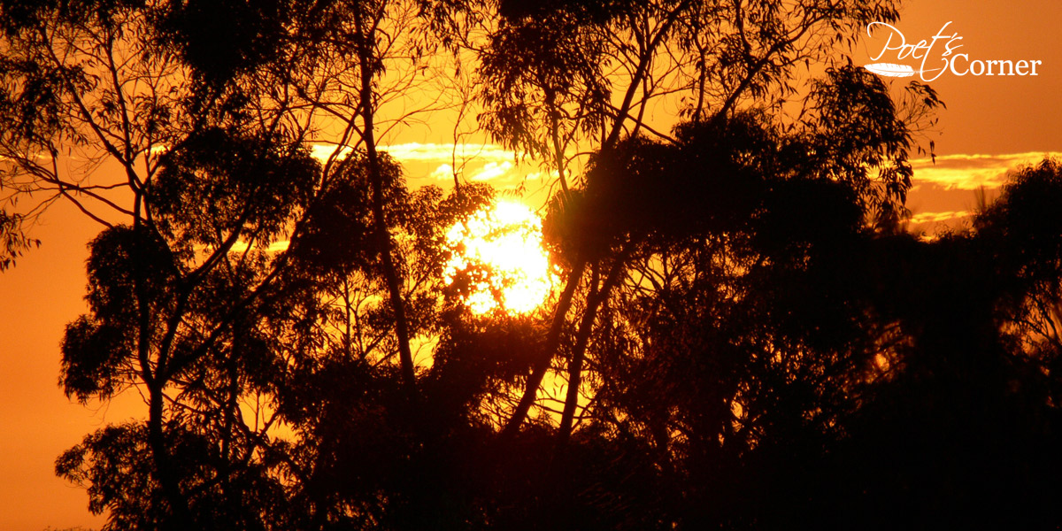 Thumbnail for Poem: Elegy for a Koala