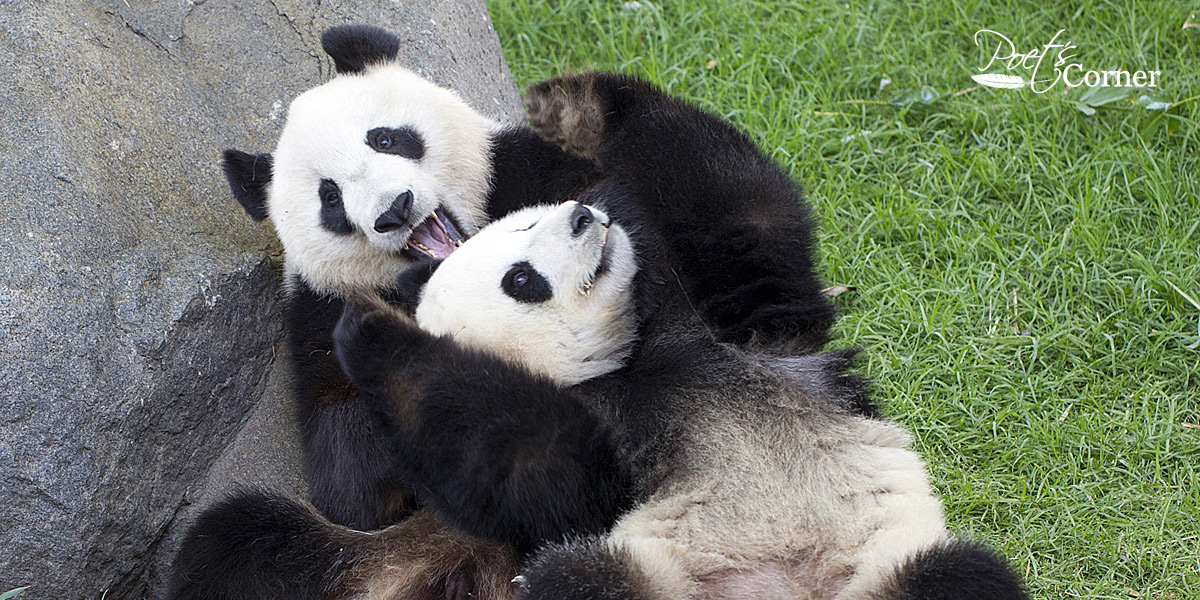 Thumbnail for Poem: Under the Panda Cam