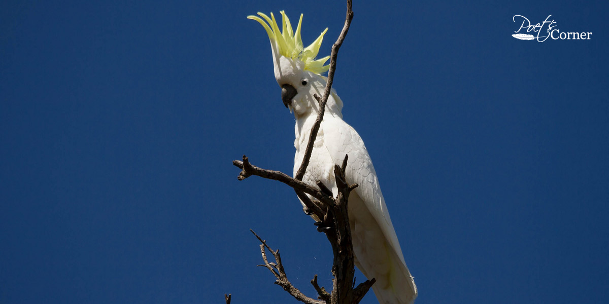 Thumbnail for Poem: Cockatoo