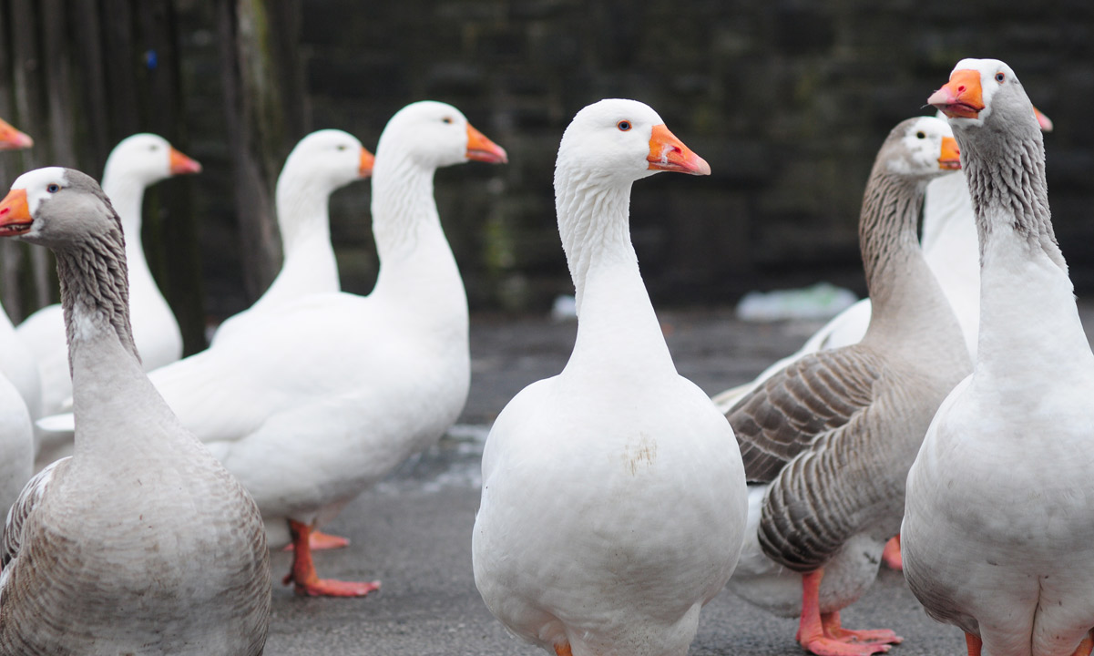 Thumbnail for Poem: The Familiar of Geese