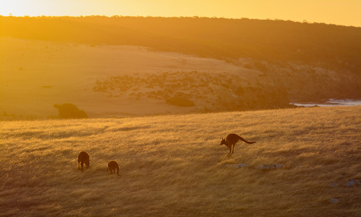Thumbnail for Poem: Pink Bay, Kangaroo Island