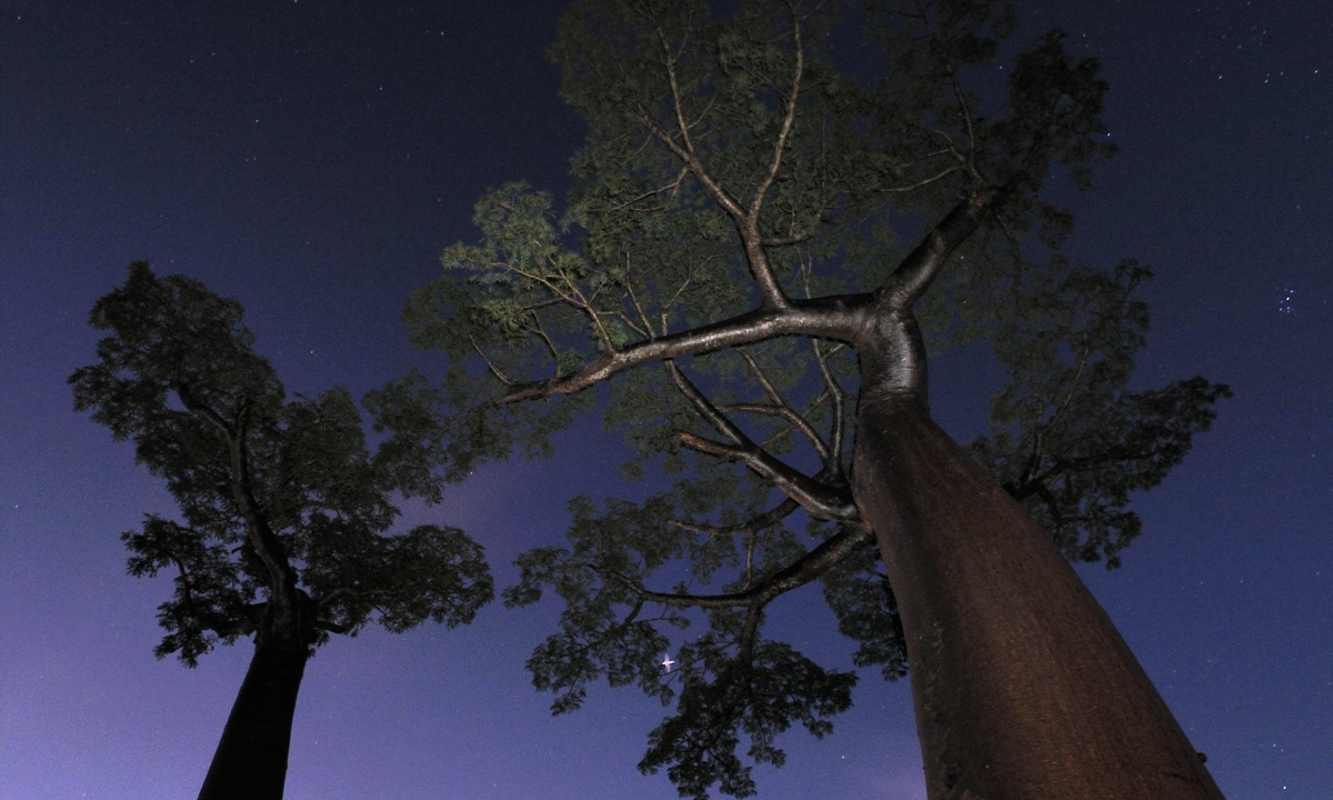 The baobab tree, which features in A Cabaret of Plants, can store thousands of litres of water in its trunk. Photo: Mary Evans Picture Library 