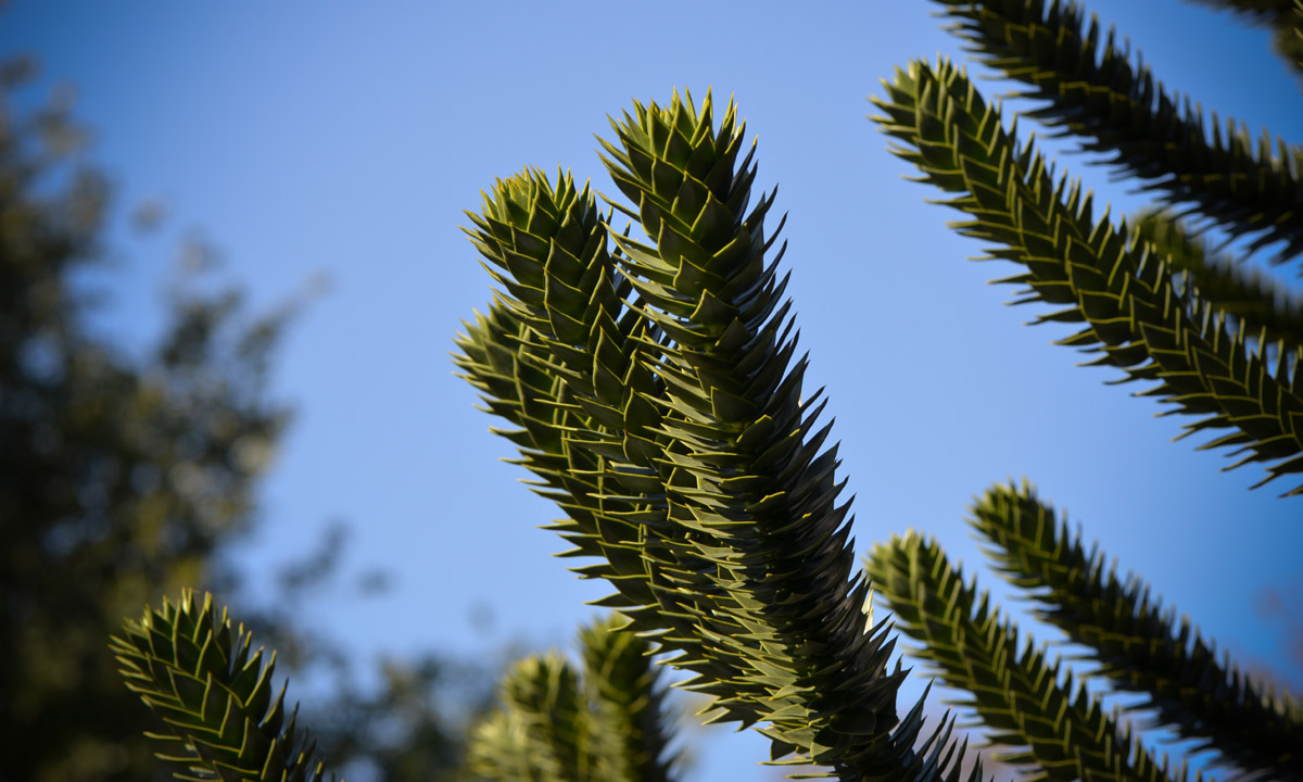 The Monkey Puzzle Tree. Photo: Norbet Naget / Wikipedia Commons