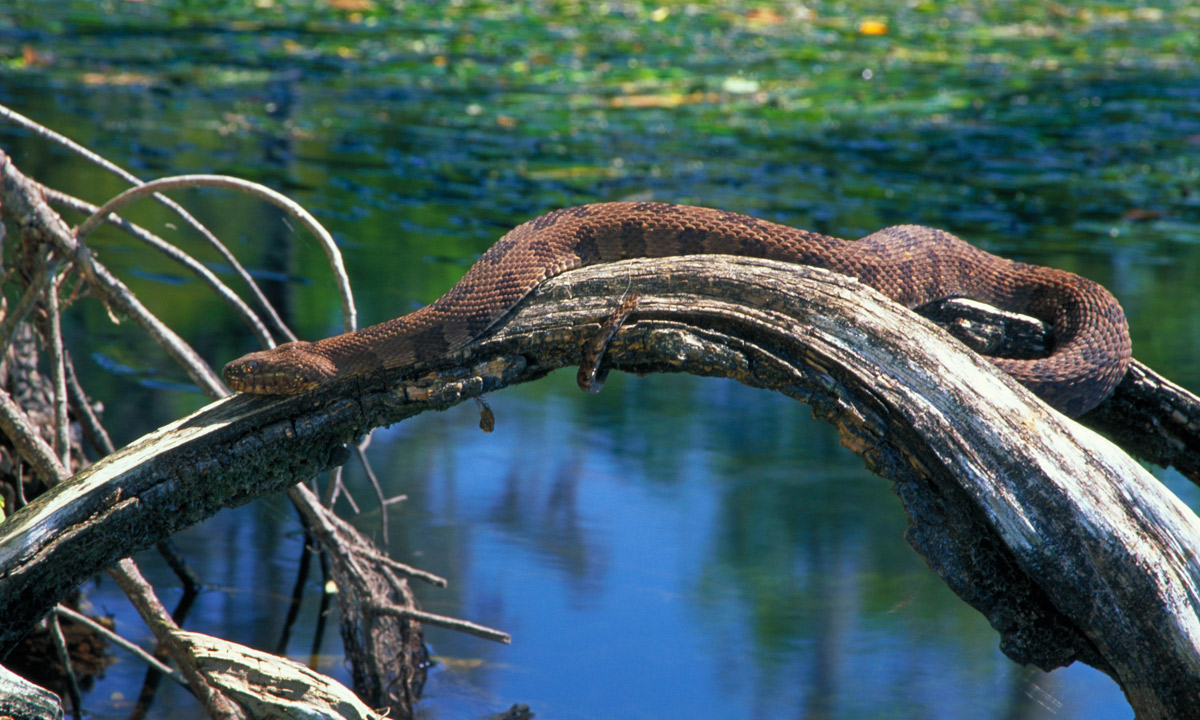 Thumbnail for Poem: Brown Snake Skin Moult