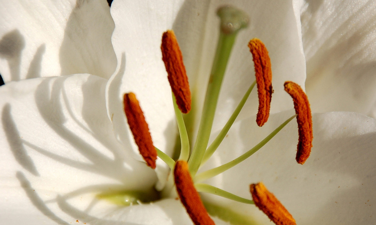 The saffron kiss of the Christmas lily. Photo: Patarika/flickr