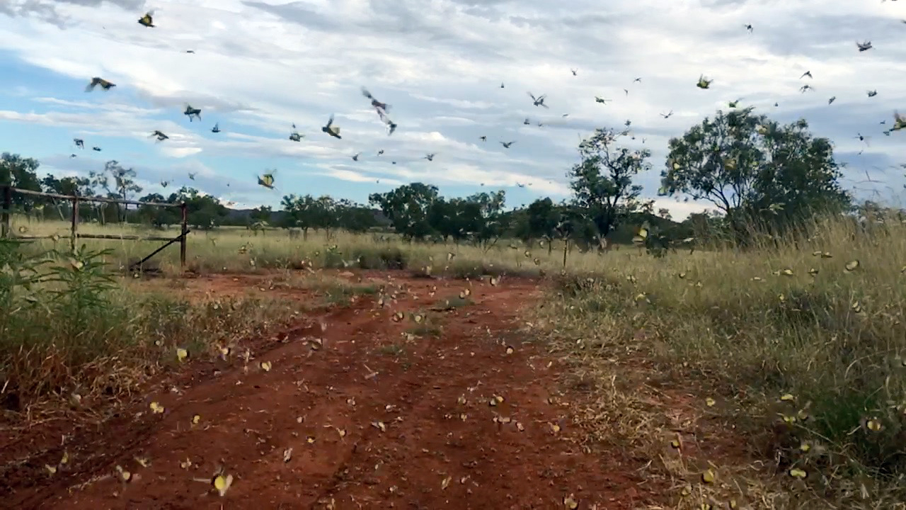 Thumbnail for Nature on the move in 2016 Waterhouse Prize