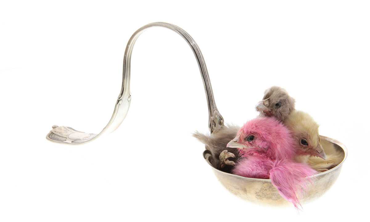 Thumbnail for Julia deVille’s taxidermy chicks win 2016 Waterhouse Prize