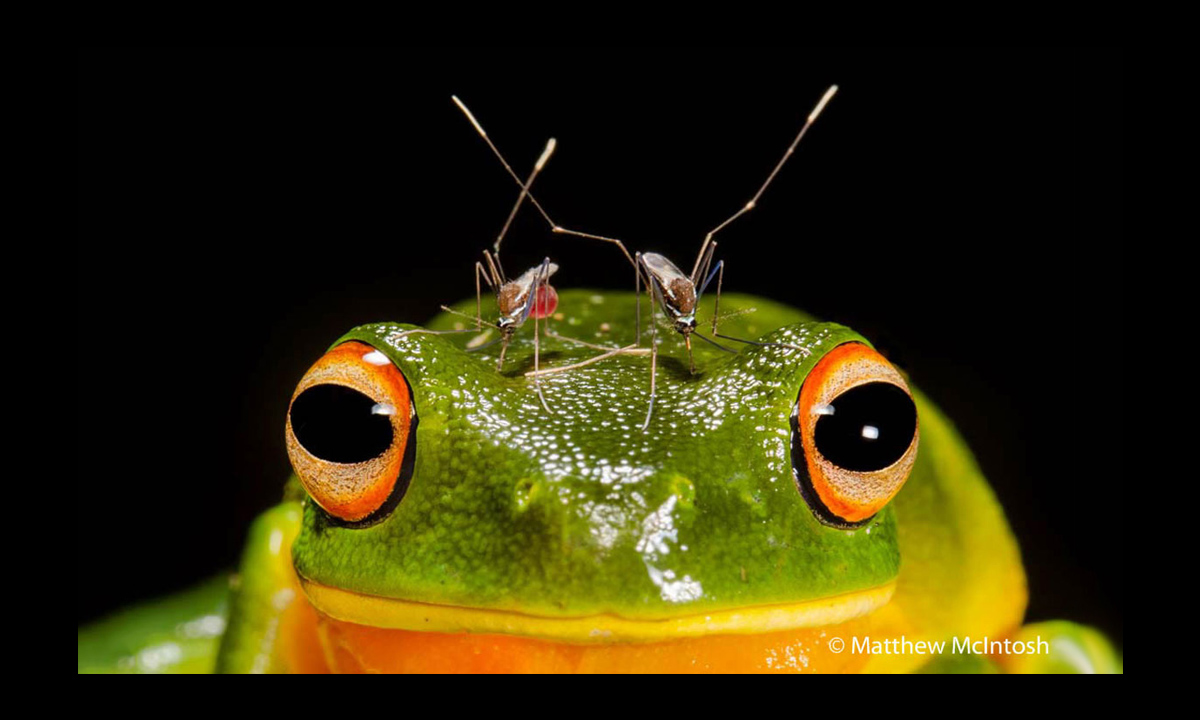 Thumbnail for Winning image captures piercing beauty of nature