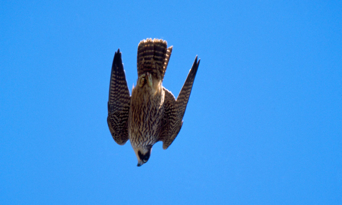 Thumbnail for Poem: Peregrine