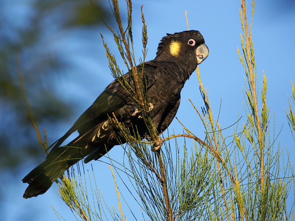 Thumbnail for Poems: Yellow-tailed Black Cockatoos & Frog Chorus