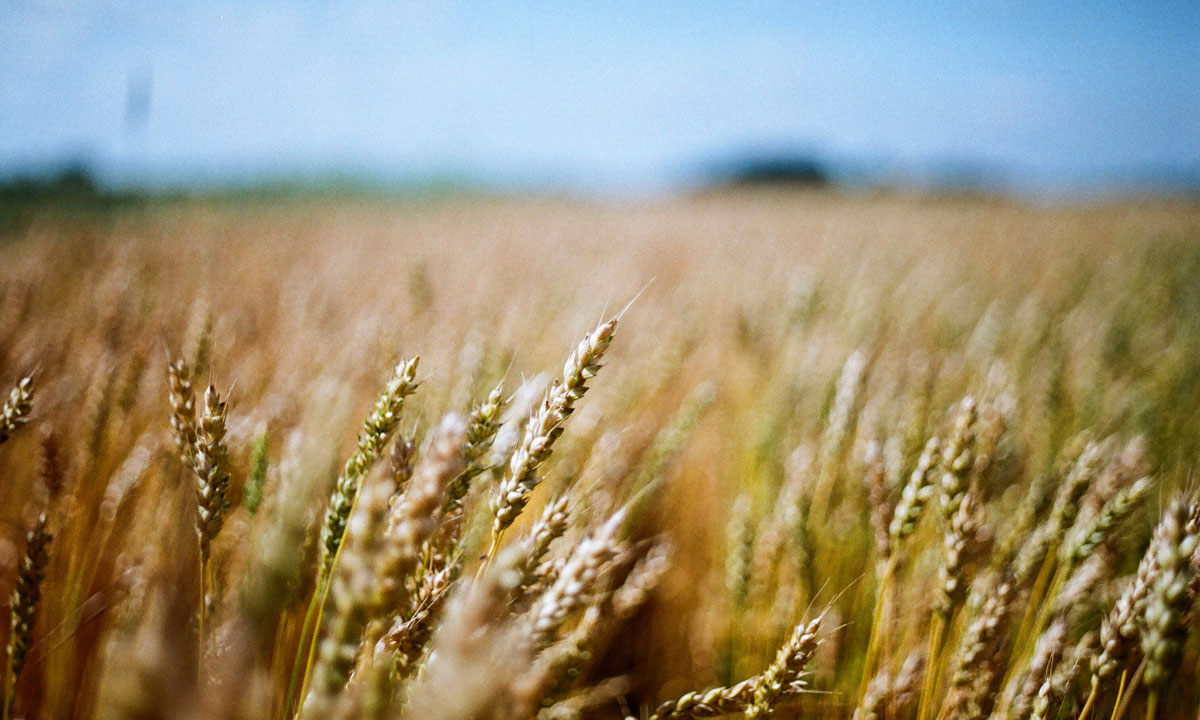 Thumbnail for Poem: Harvest Time, 1949