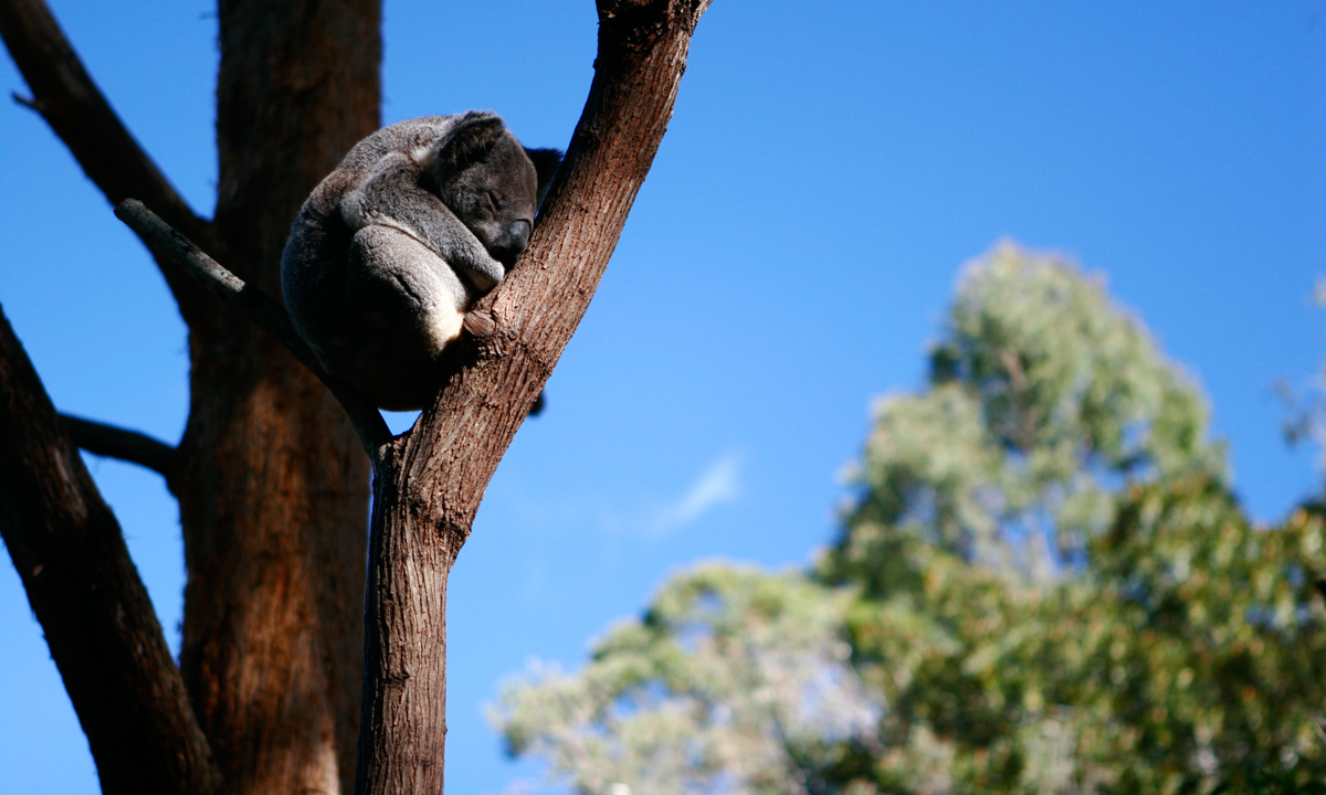 Thumbnail for Poem: Koalas in the Heat