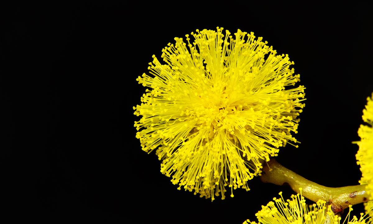 Golden Wattle (Acacia pycnantha). Photo: Wikimedia Commons