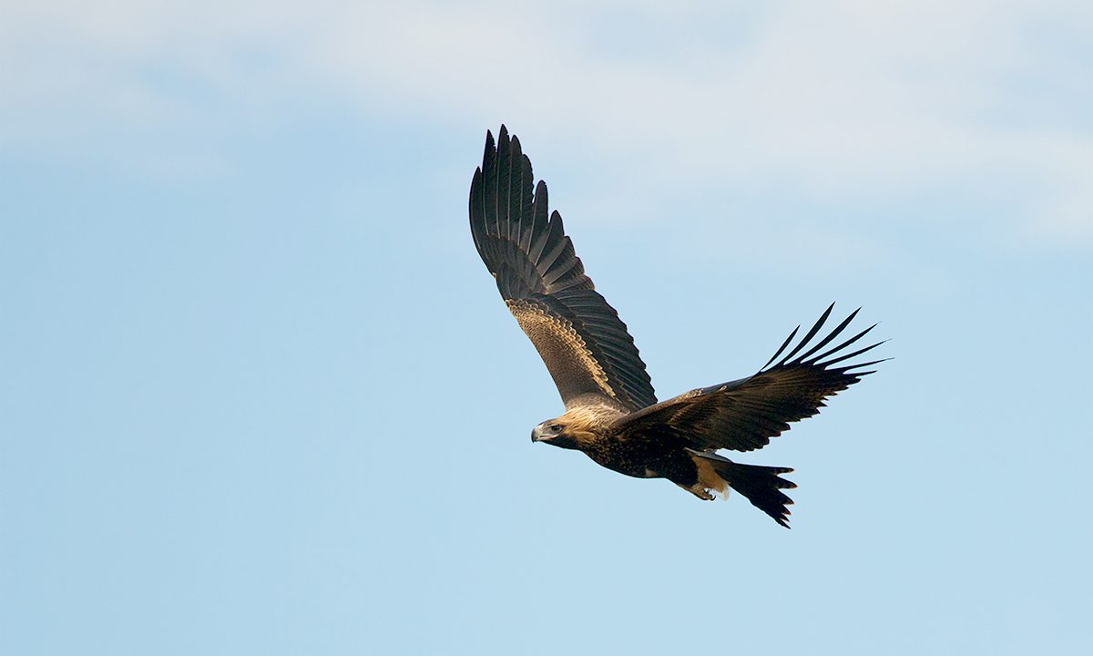 Thumbnail for Poems with an eye on the sky