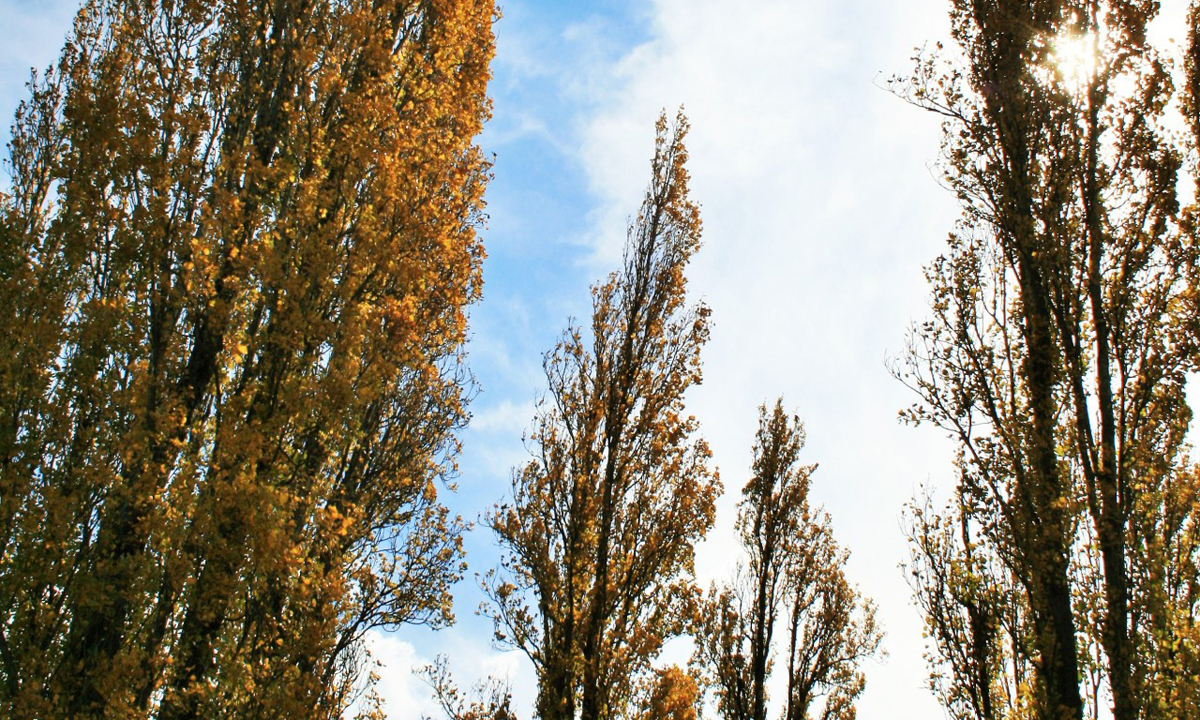 Thumbnail for Poem: Poplars