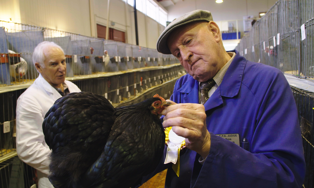 Thumbnail for Adelaide Film Festival review: Pecking Order