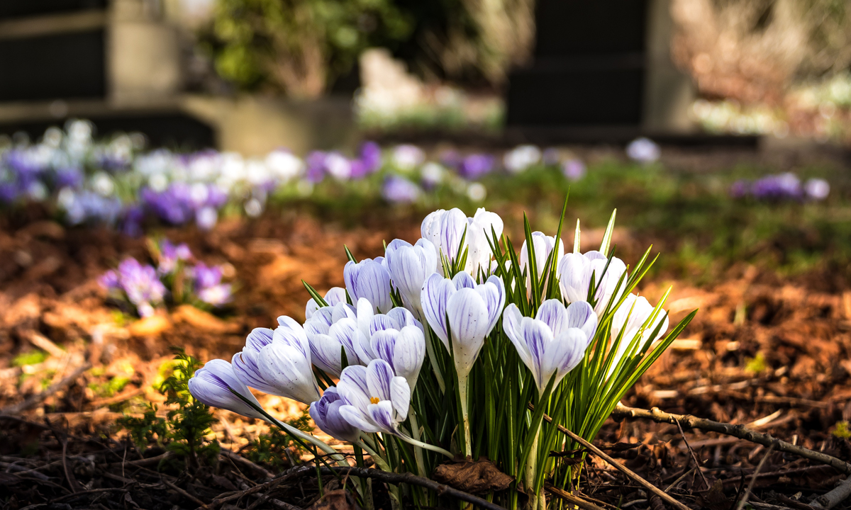 Thumbnail for Poem: Pirates