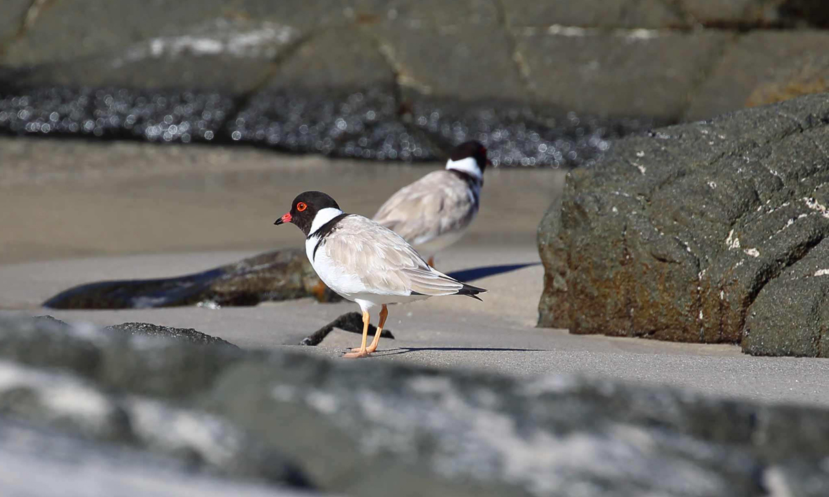 Thumbnail for Poems: Ibis Visitors and Dating Dotterels