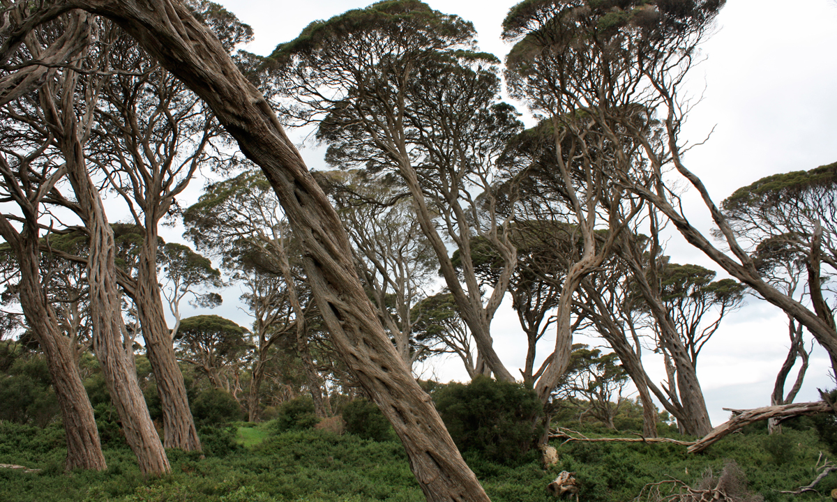 Thumbnail for Poem: Moonah Musings