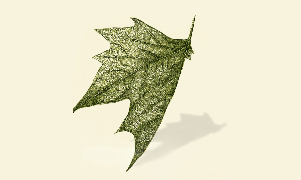 Thumbnail for Book extract: Plane Tree Drive