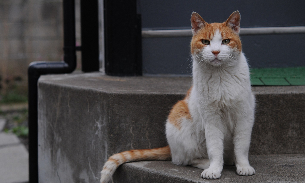 A cat like Blossom. Photo: Caspian blue/Wikimedia Commons