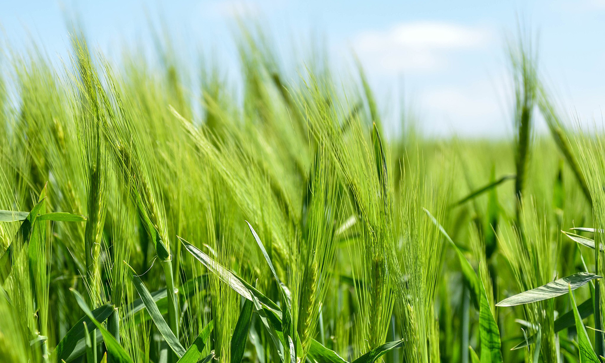 Thumbnail for Poems: lime green paddocks and river red gums