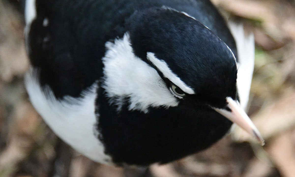 Photo: Sarkada / Wikimedia Commons