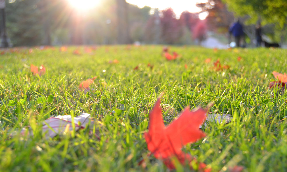 Thumbnail for Poem: Autumn Dry