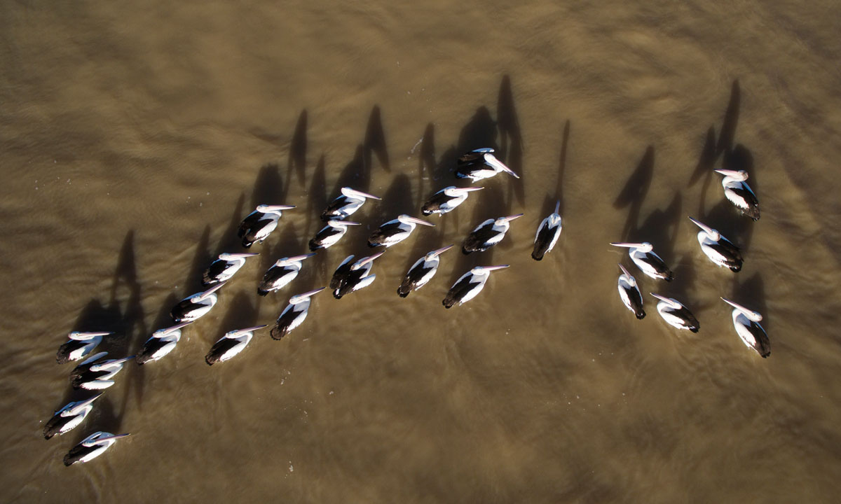 Thumbnail for Poems: Pondering with Pelicans & Waiting for It