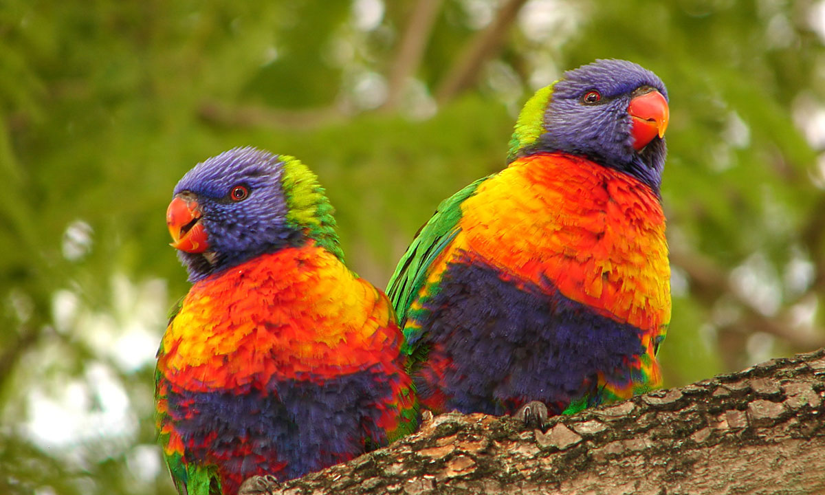 Thumbnail for Poem: Bushland musings