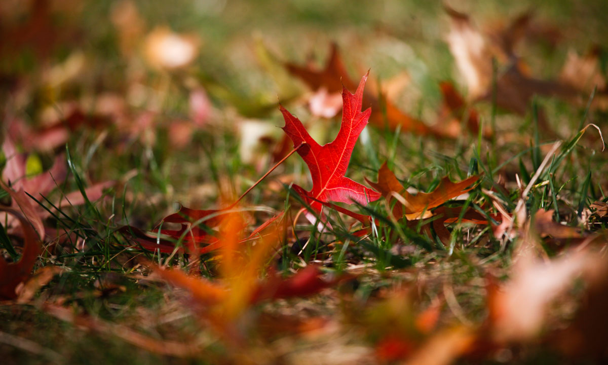 Thumbnail for Poems: Contrasting colours of place