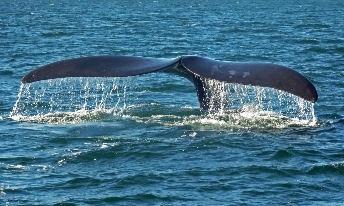 Thumbnail for Poem: Whales at Encounter Bay