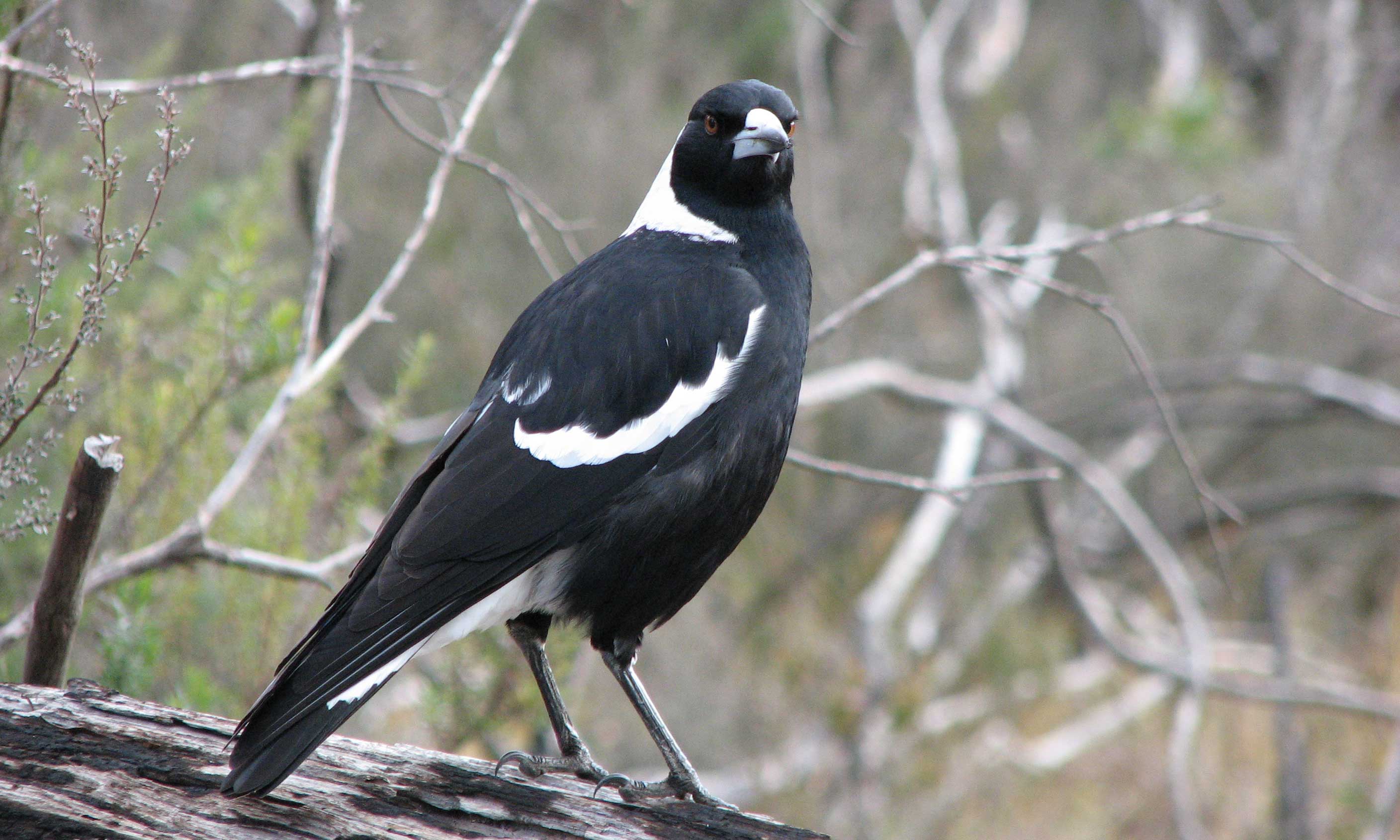 Thumbnail for Poem: Laughing Magpies