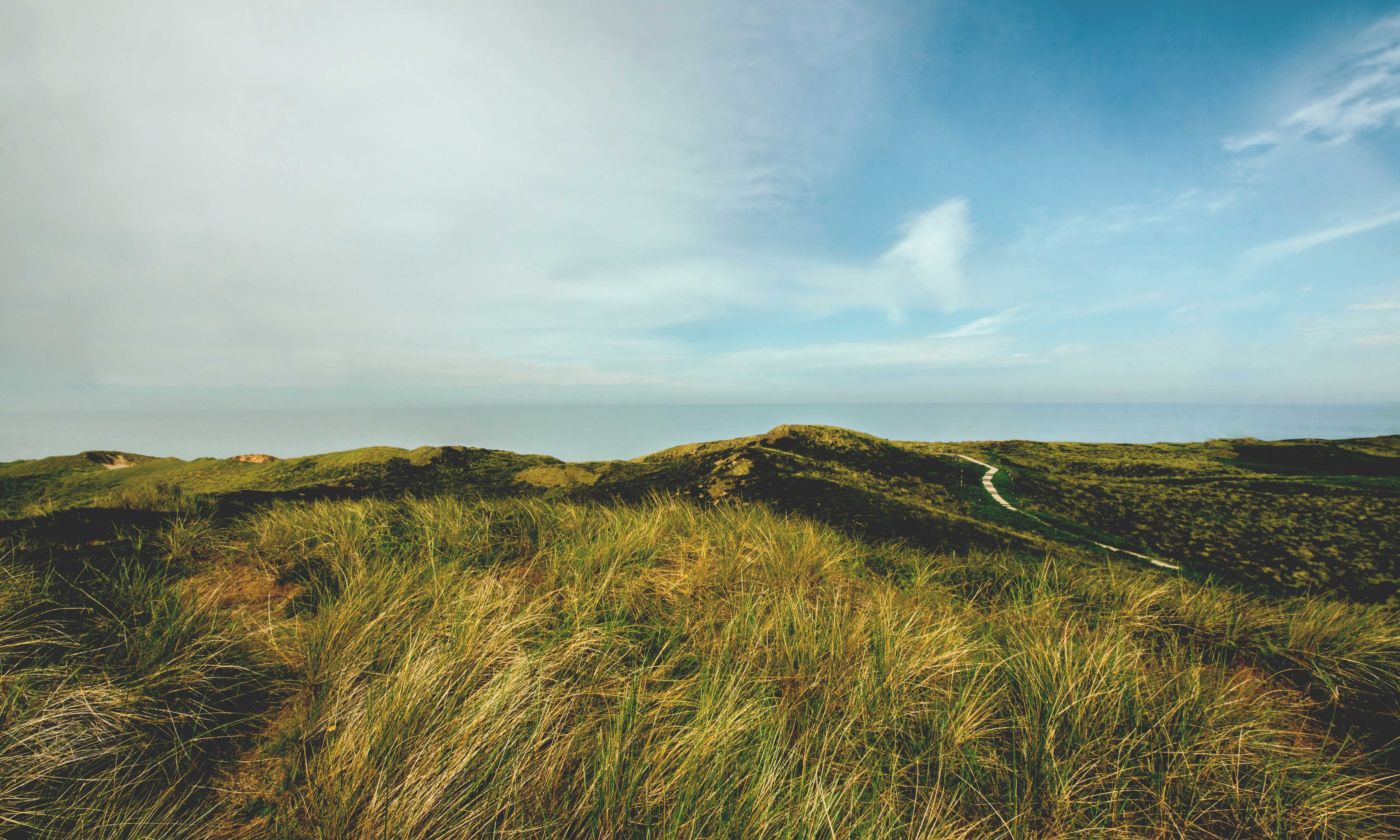 Thumbnail for Poem: Summer Grasses, Strathalbyn