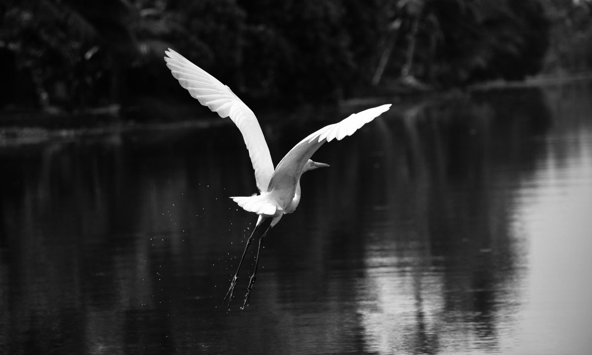 Thumbnail for Poems: Of love and loss