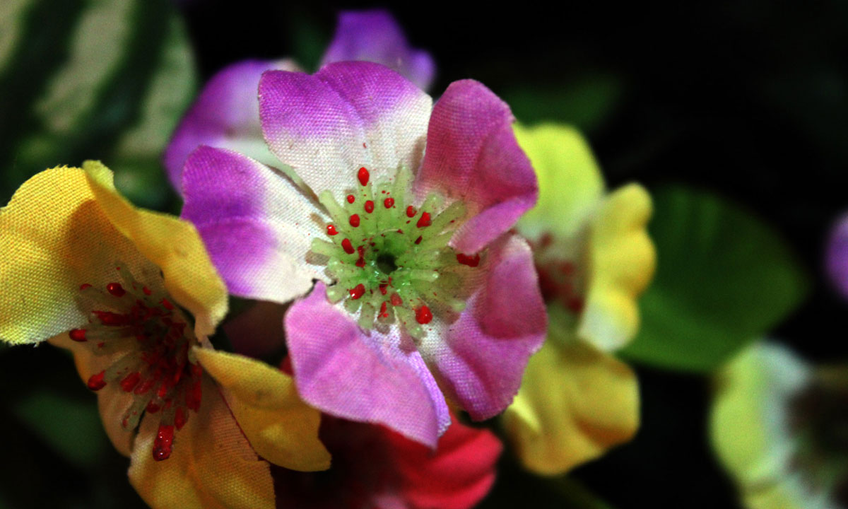 Thumbnail for Poem: Plastic Flowers