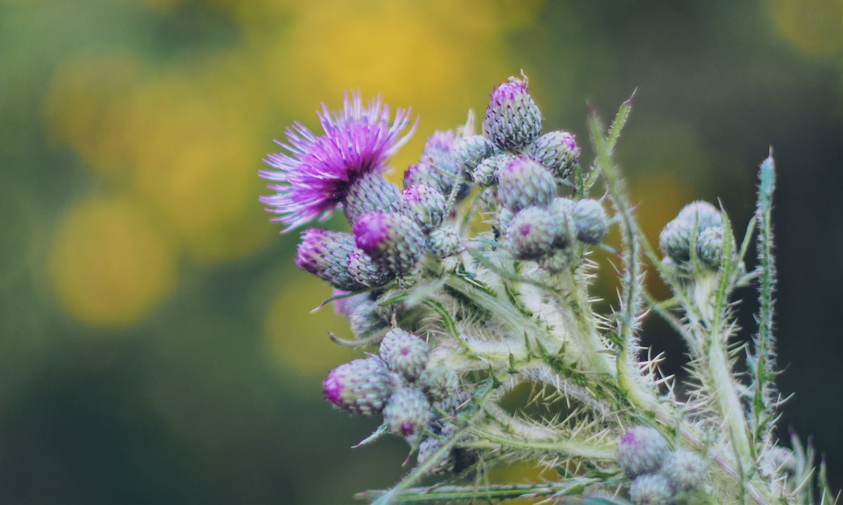 Thumbnail for Poem: In Admiration of Weeds