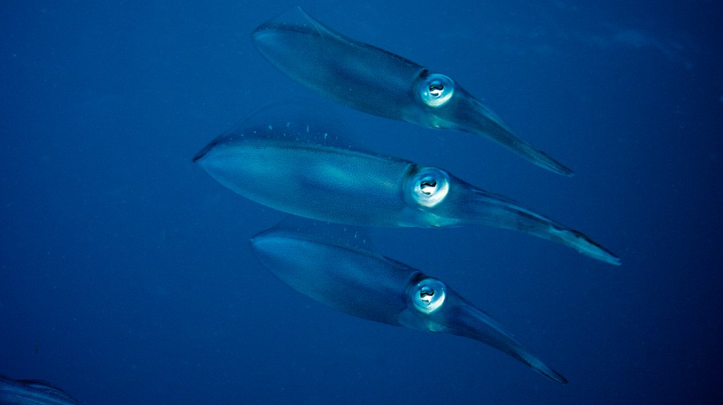 Thumbnail for Poem: Squid Have Three Hearts