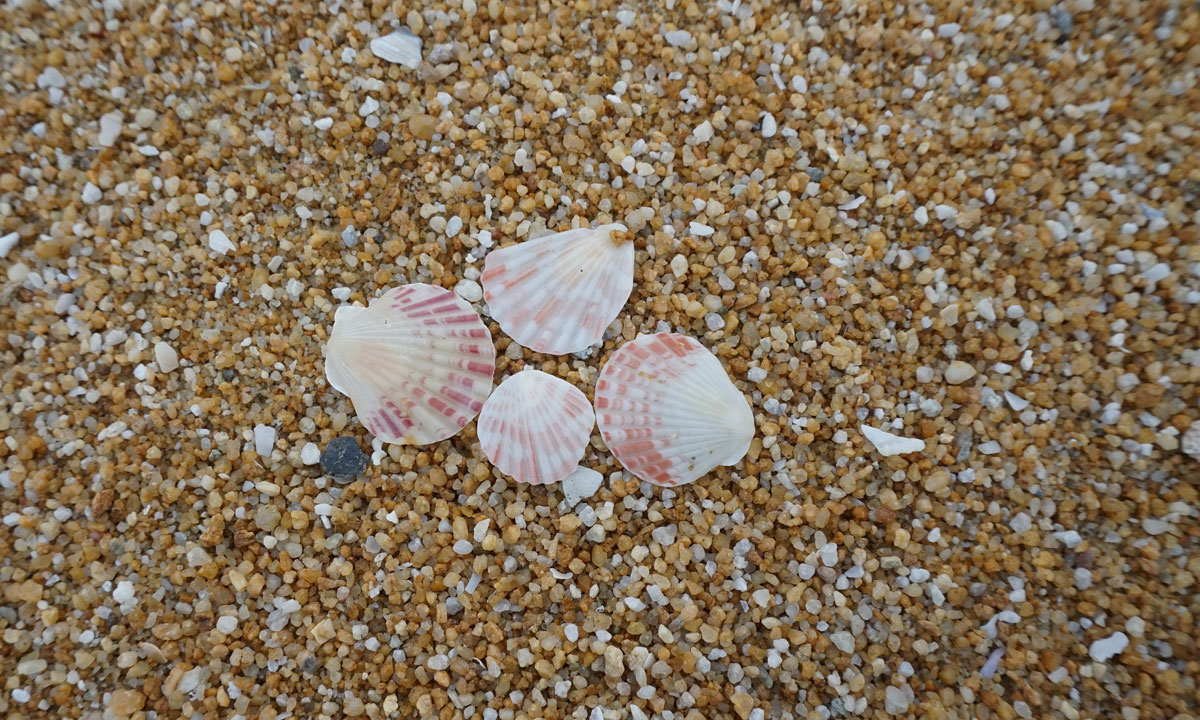 Thumbnail for Poem: Seashells