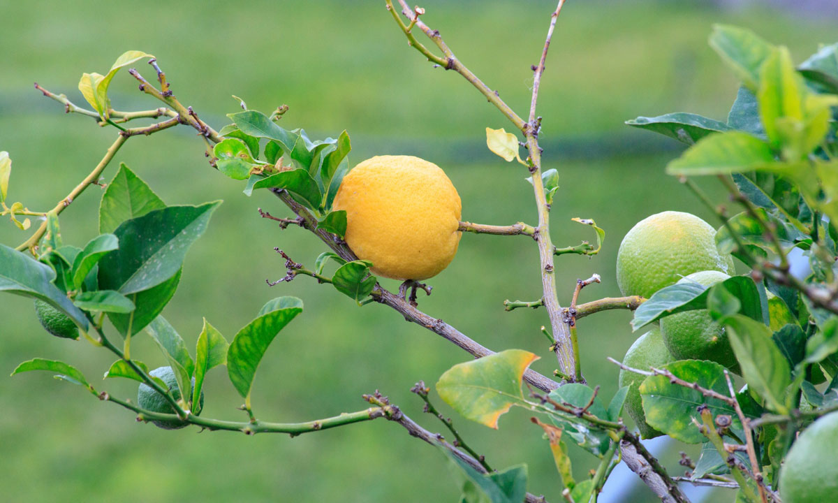 Thumbnail for Poem: Apprentice Piece